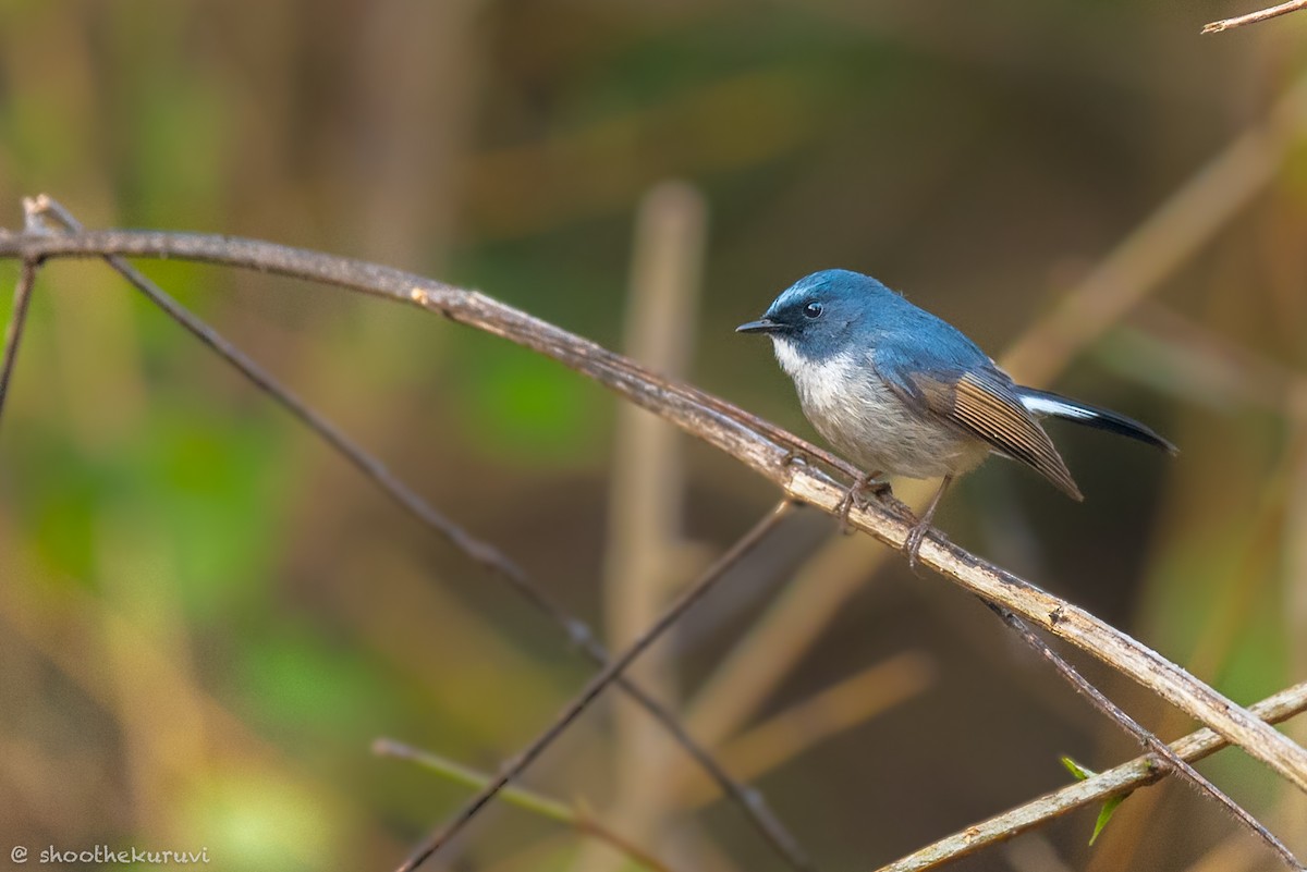 Slaty-blue Flycatcher - ML179993341