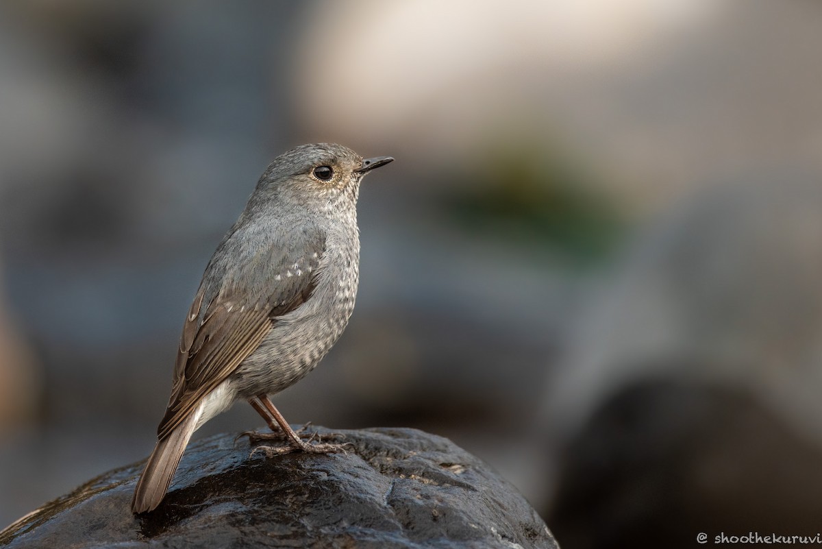 Plumbeous Redstart - ML179993351