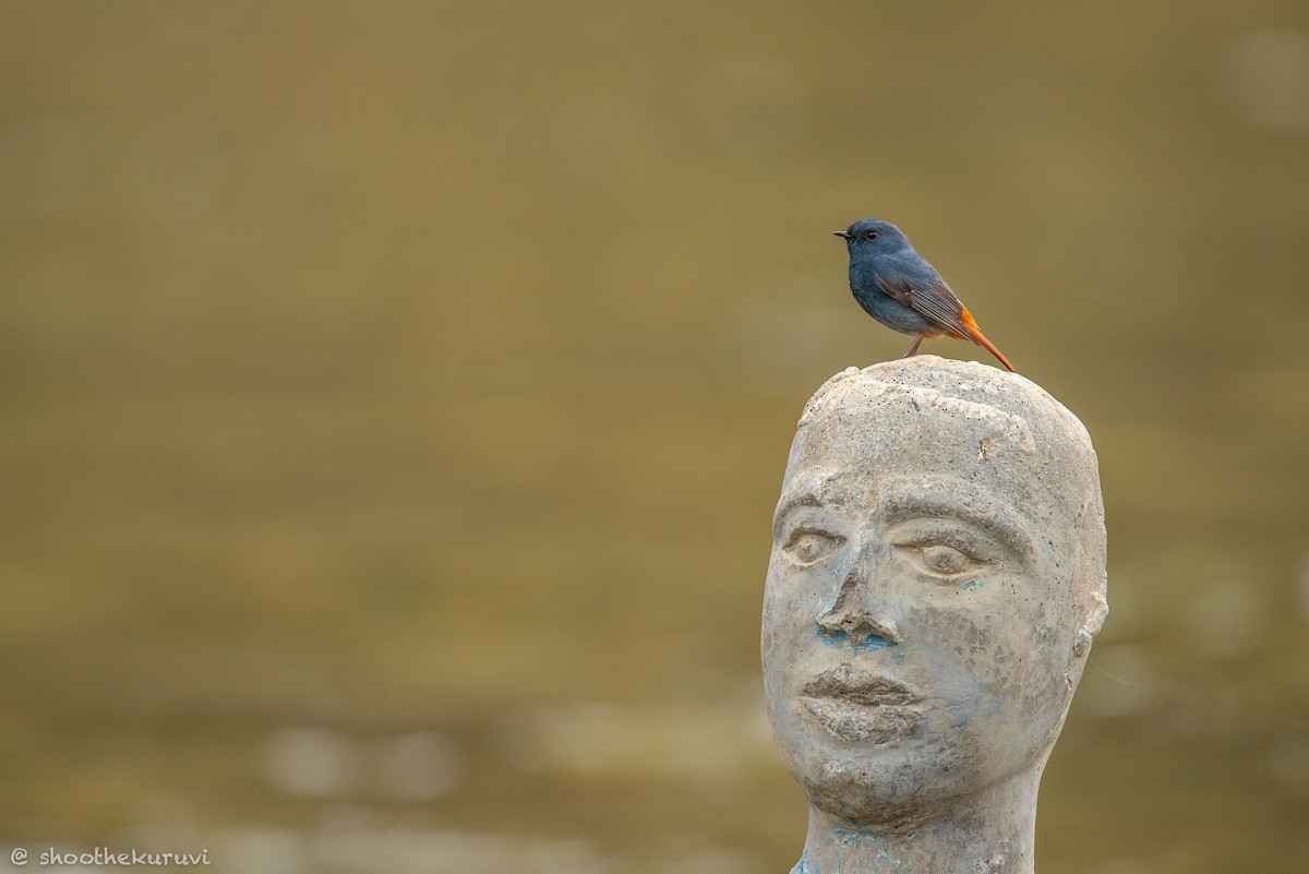 Plumbeous Redstart - ML179993361