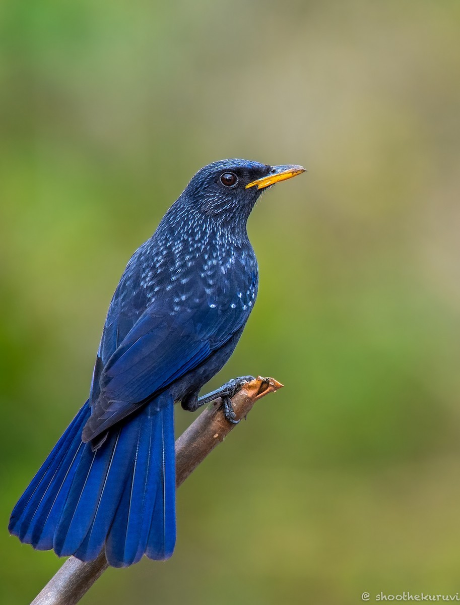 Blue Whistling-Thrush - ML179993371