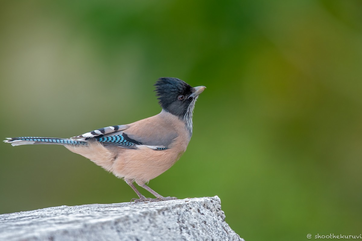 Black-headed Jay - Sivaguru Noopuran PRS