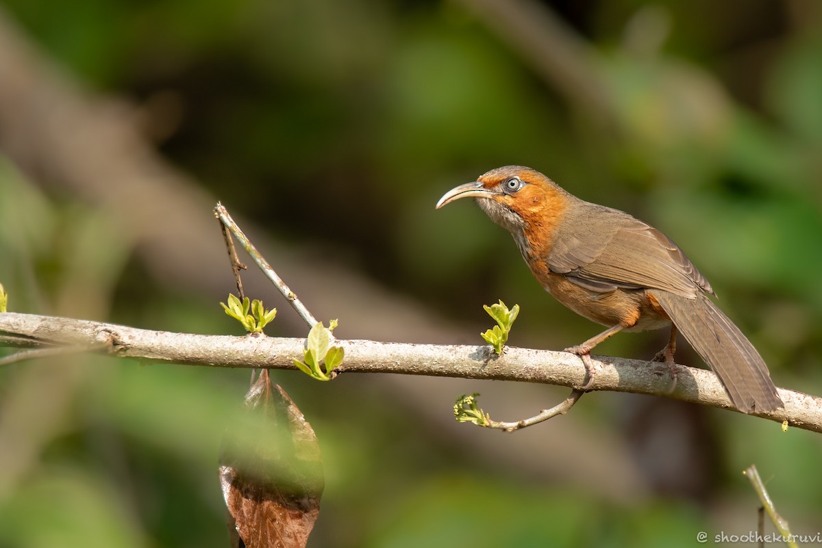 Rusty-cheeked Scimitar-Babbler - ML179993391