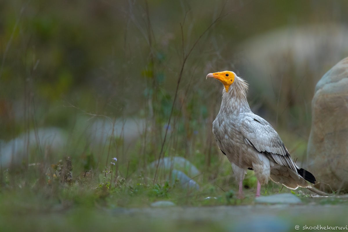 Egyptian Vulture - ML179993411