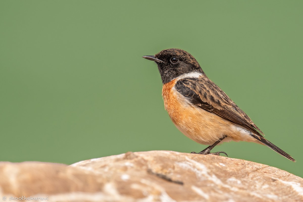 Siberian Stonechat - ML179993421