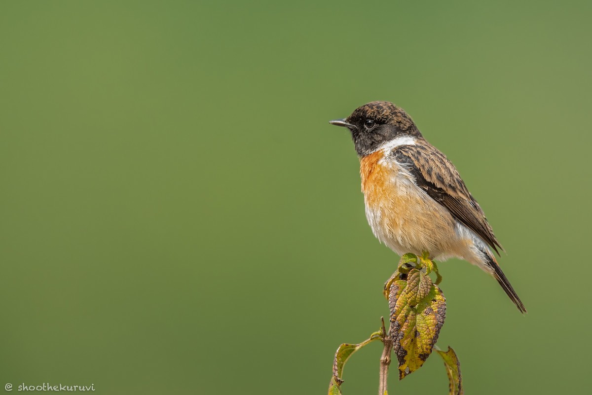 Siberian Stonechat - ML179993431
