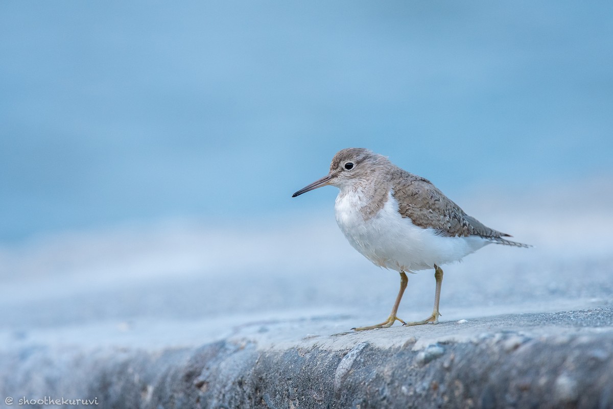 Common Sandpiper - ML179993451