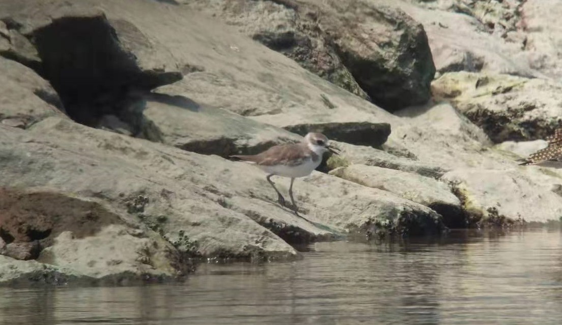 Siberian/Tibetan Sand-Plover - ML179993481