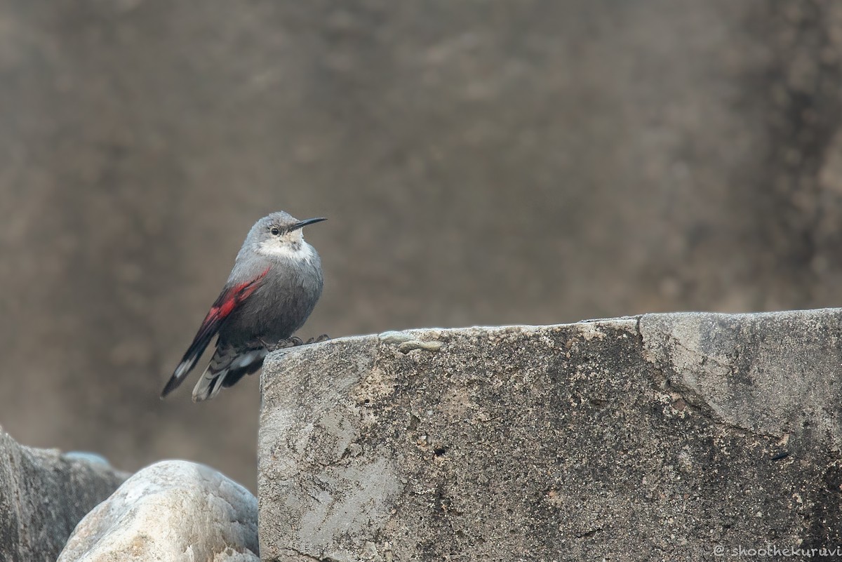 Wallcreeper - ML179993511