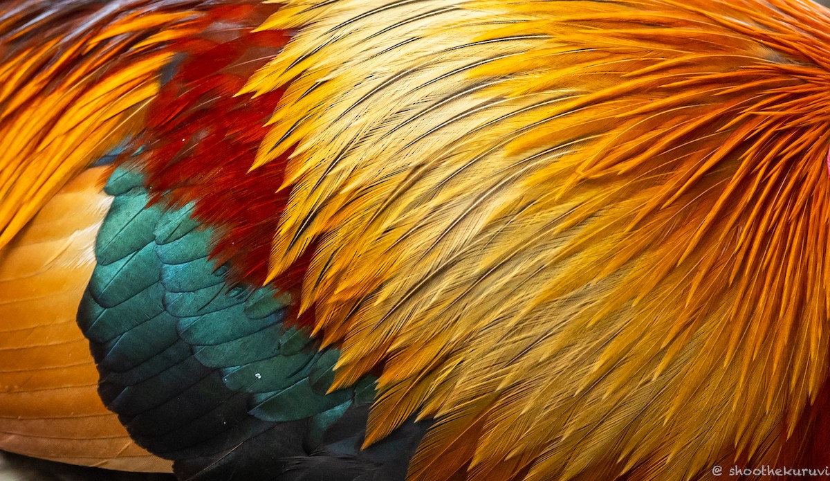 Red Junglefowl - ML179993521