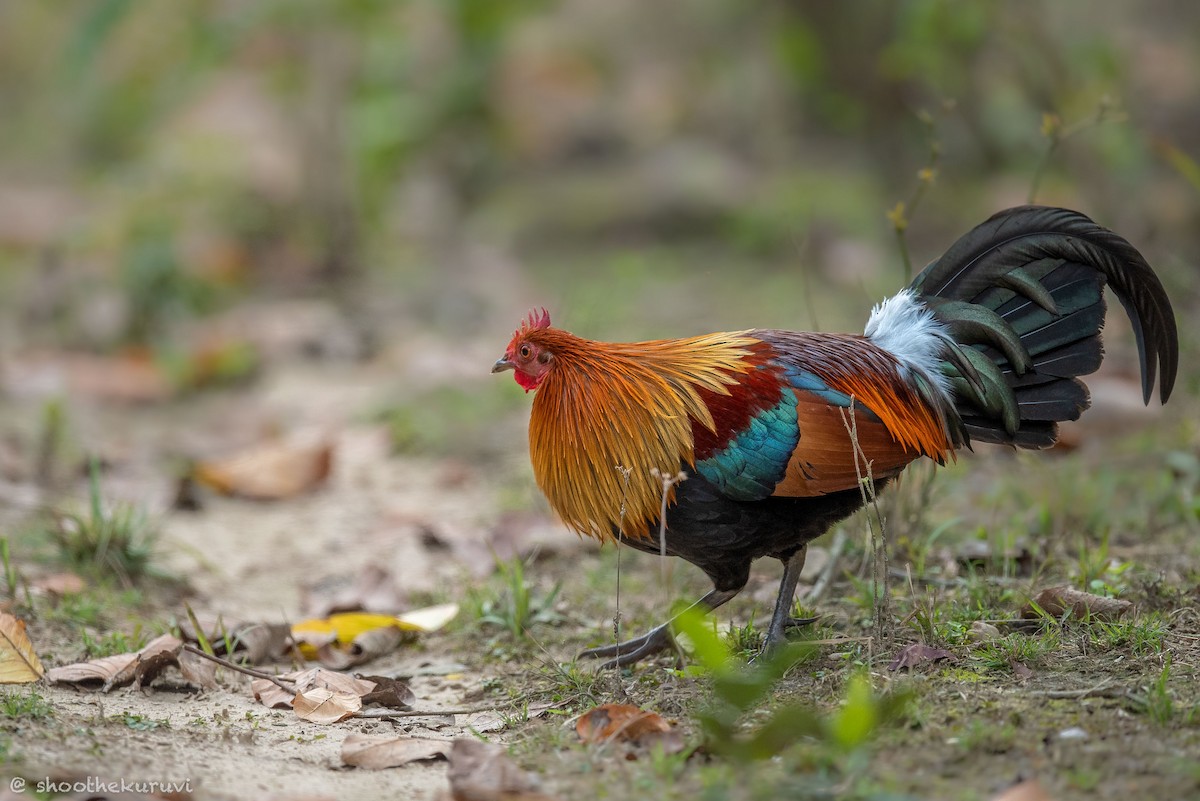 Red Junglefowl - ML179993531