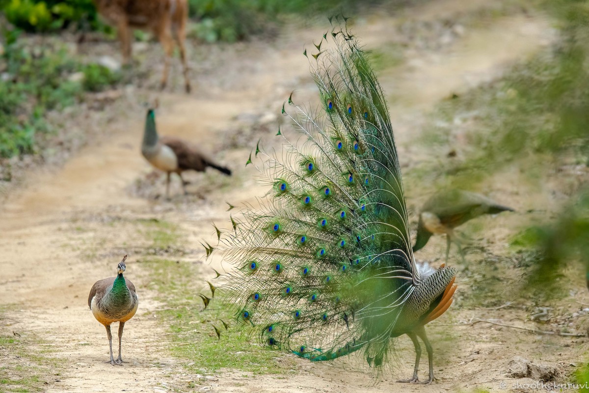 Indian Peafowl - ML179993541