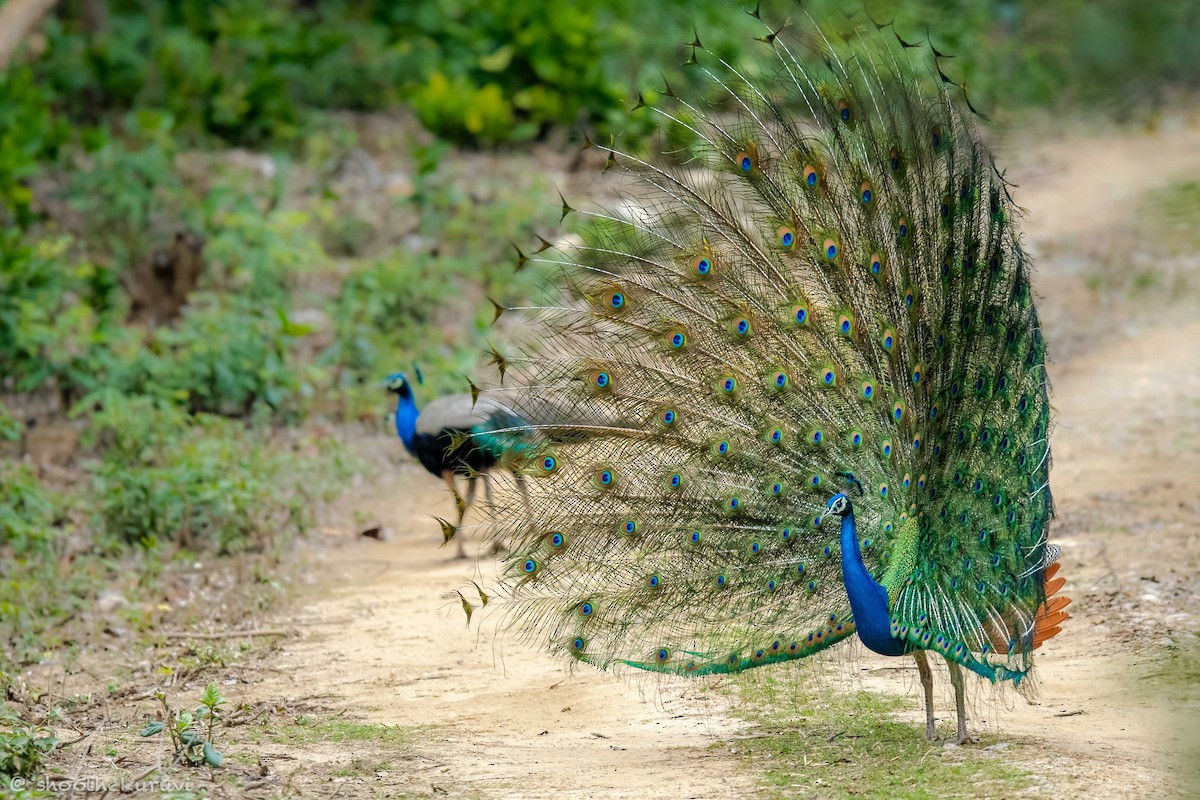 Indian Peafowl - ML179993551