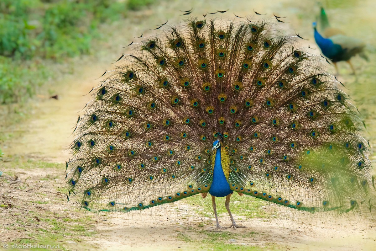 Indian Peafowl - ML179993561