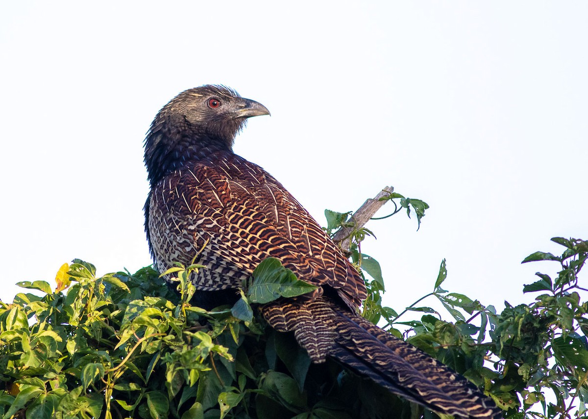 Pheasant Coucal - ML179994611