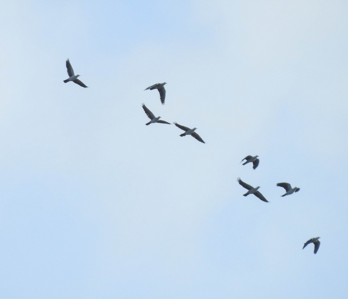 Nicobar Imperial-Pigeon - Sahana M