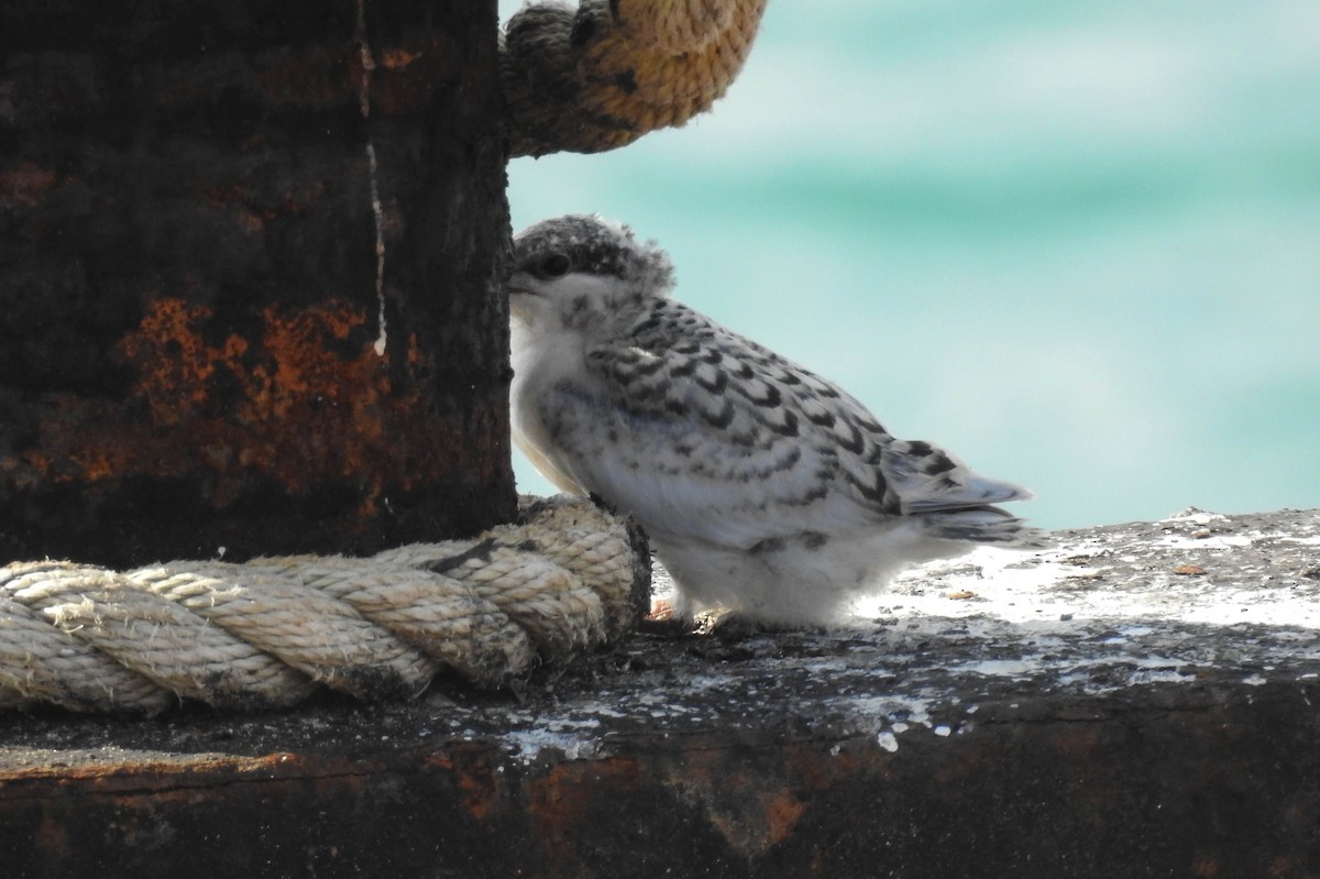 Black-naped Tern - ML179995501