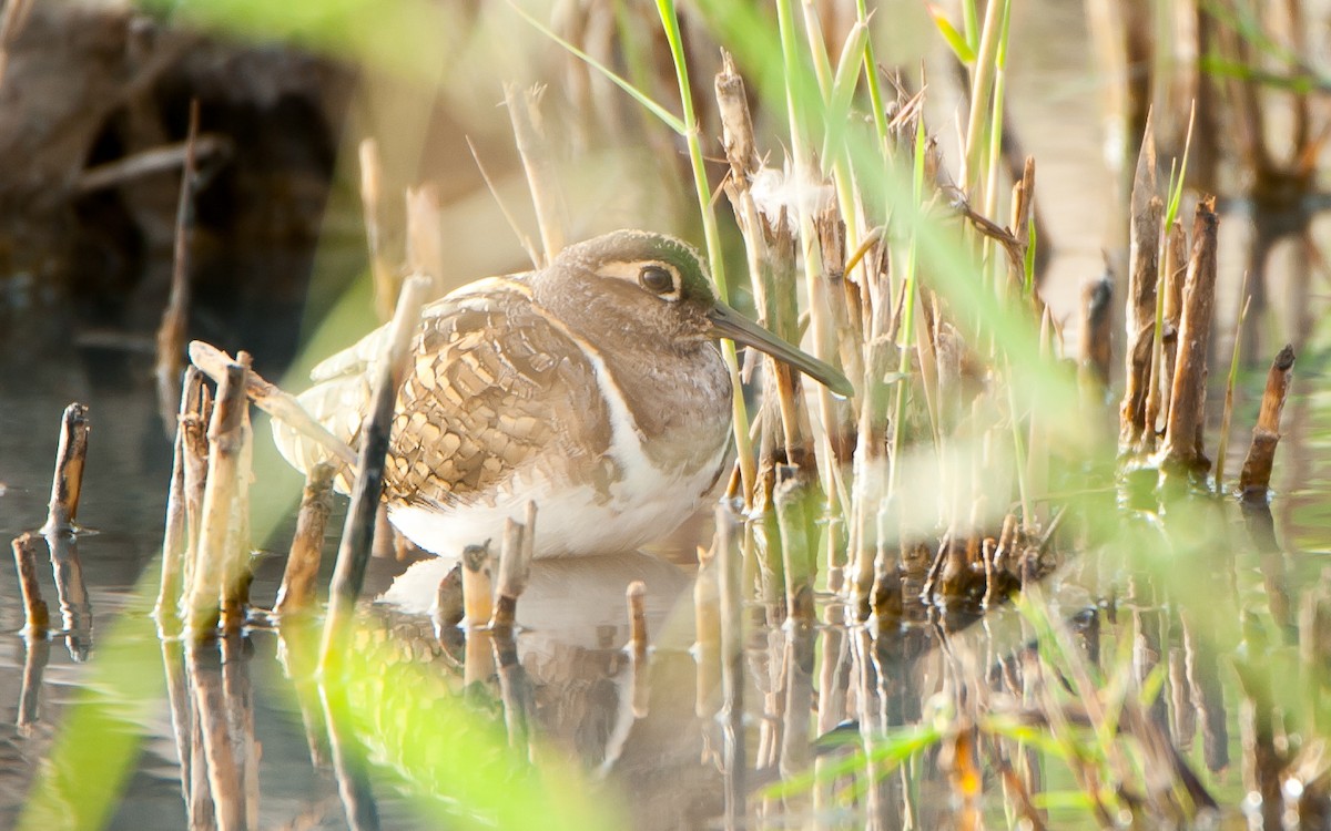 Greater Painted-Snipe - ML179995871