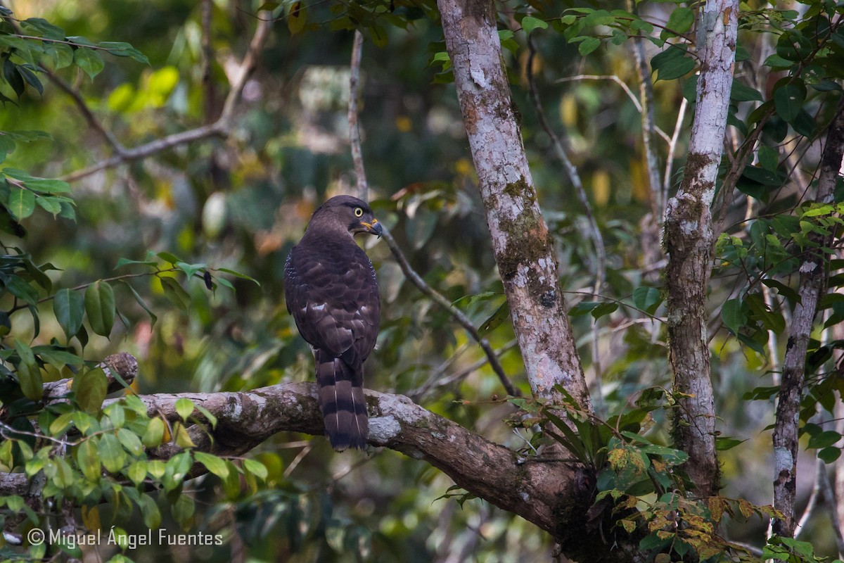 Congo Snake-Eagle - Miguel Angel Fuentes Rosúa