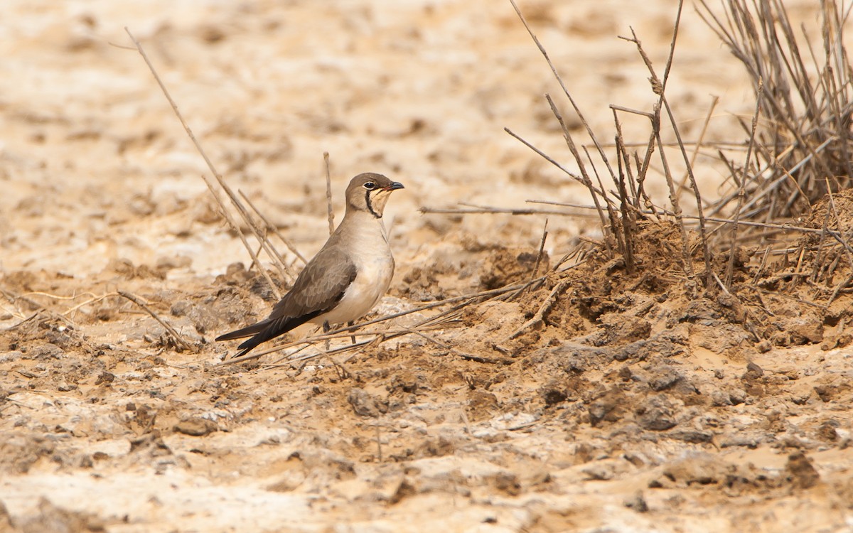 Collared Pratincole - ML179996361