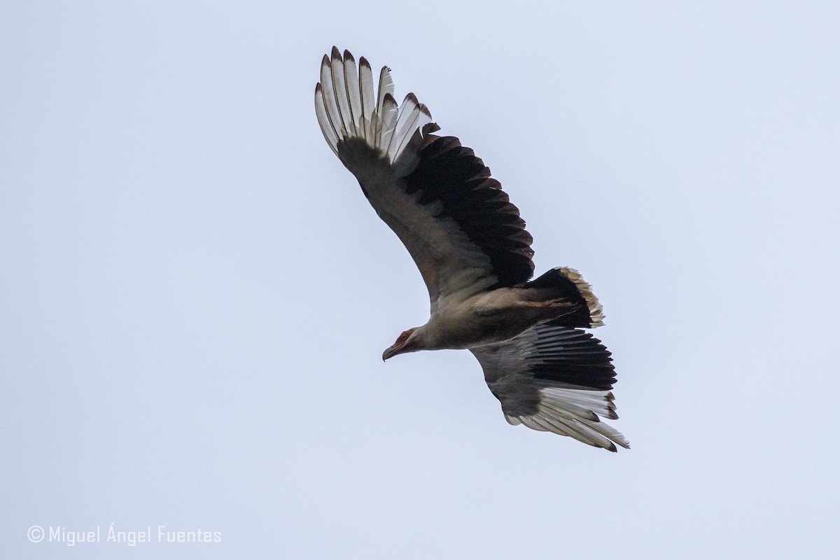 Palm-nut Vulture - ML179996391