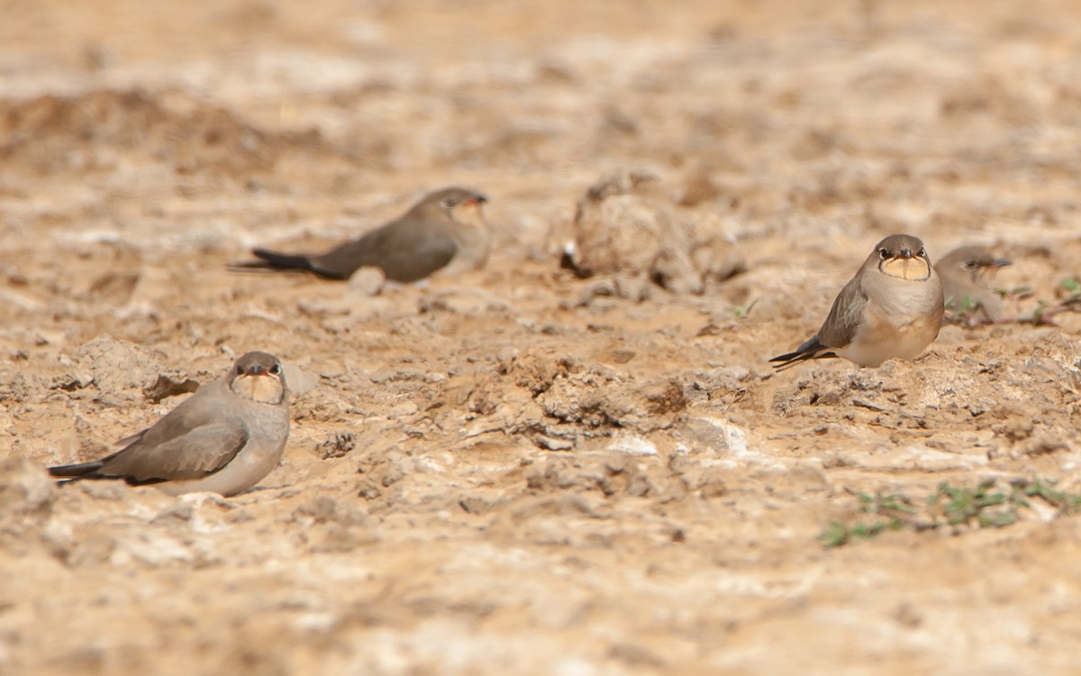 Collared Pratincole - ML179996421