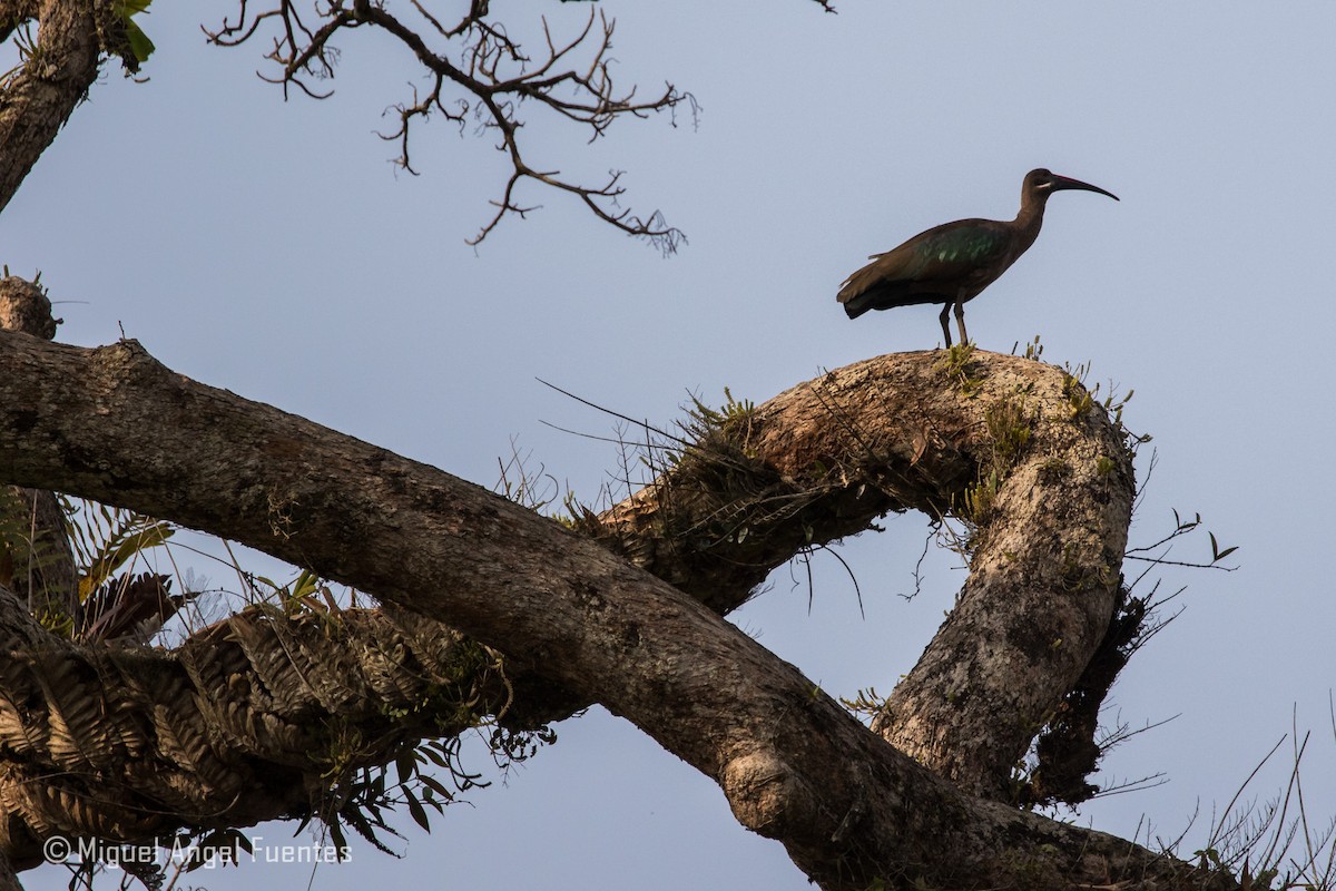 ibis hagedaš - ML179996481