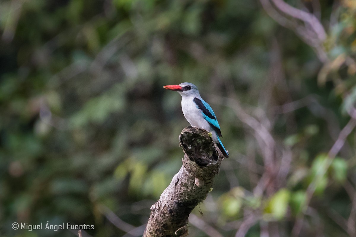 Woodland Kingfisher - ML179996531