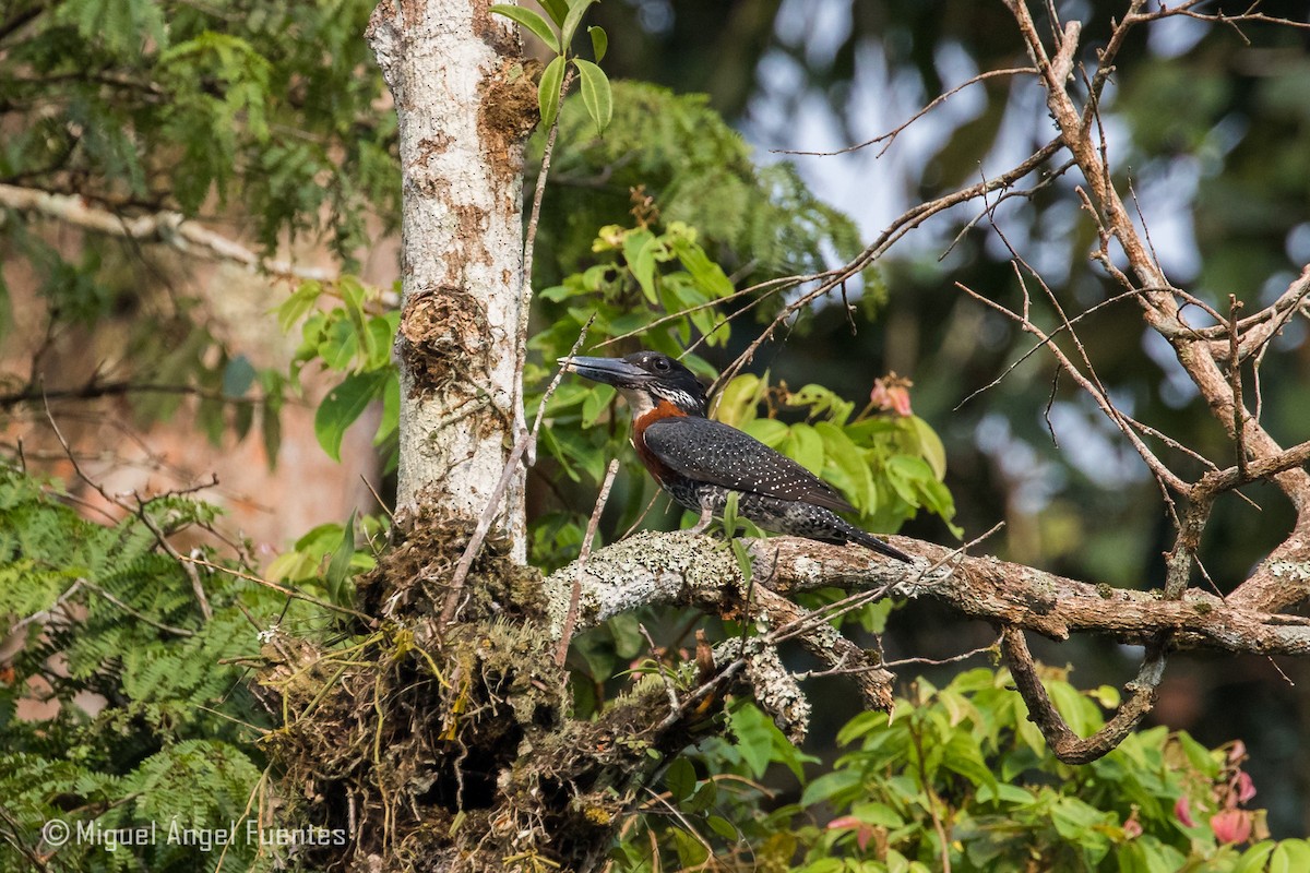 Giant Kingfisher - ML179996551