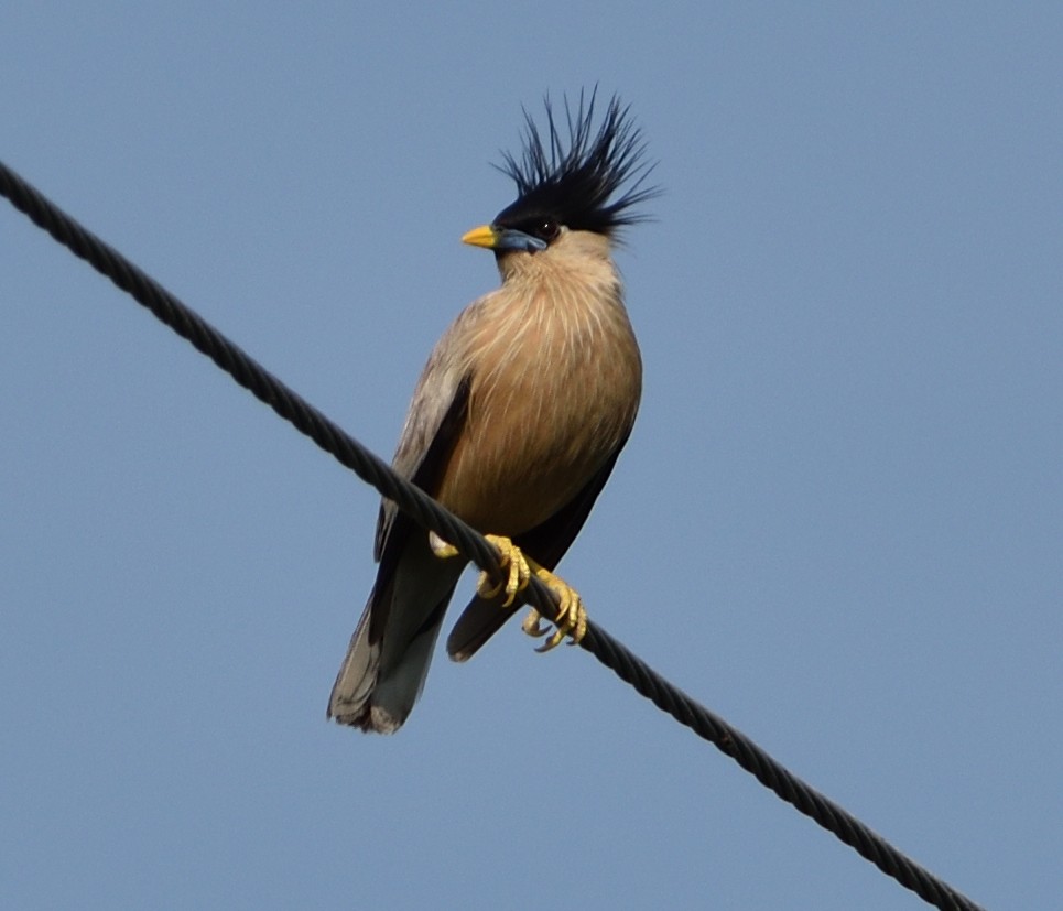 Brahminy Starling - ML179996571