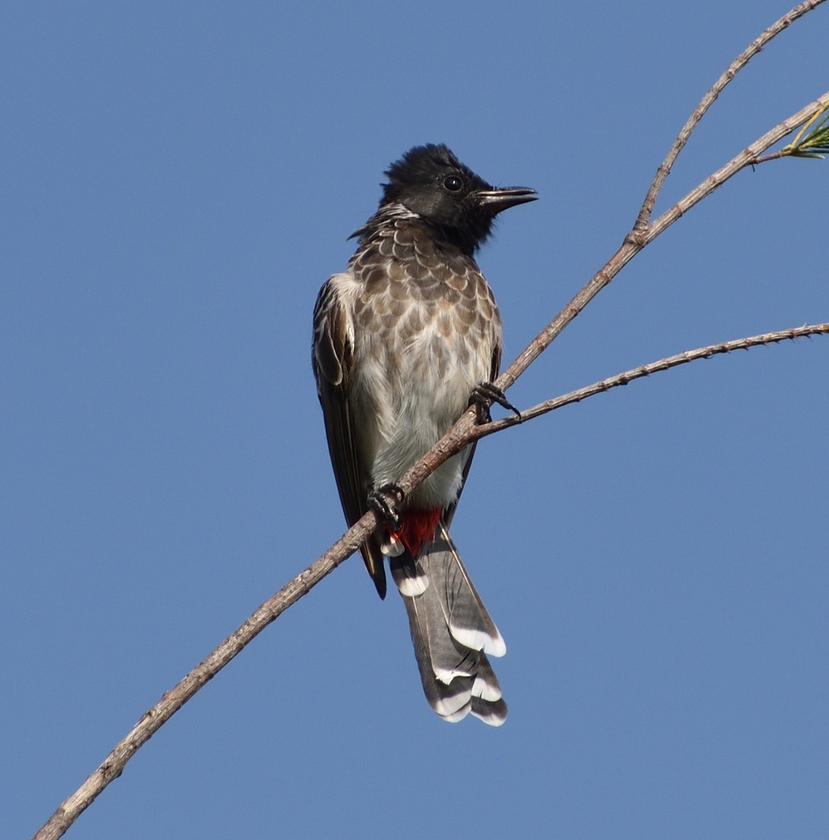 Red-vented Bulbul - ML179996591
