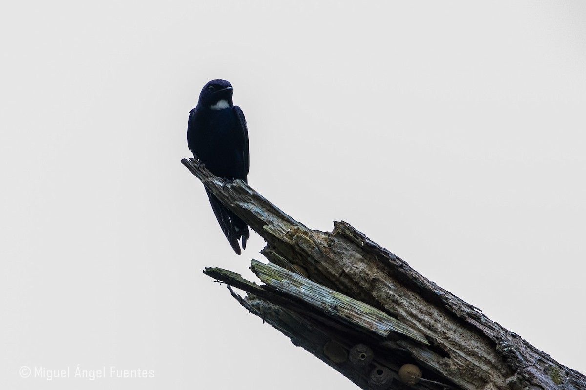 White-throated Blue Swallow - ML179996731