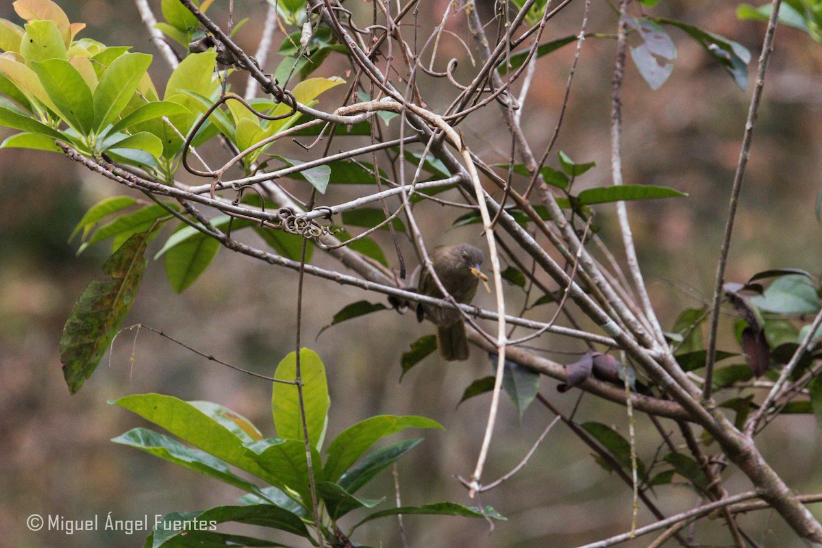 Ansorge's Greenbul - ML179996761