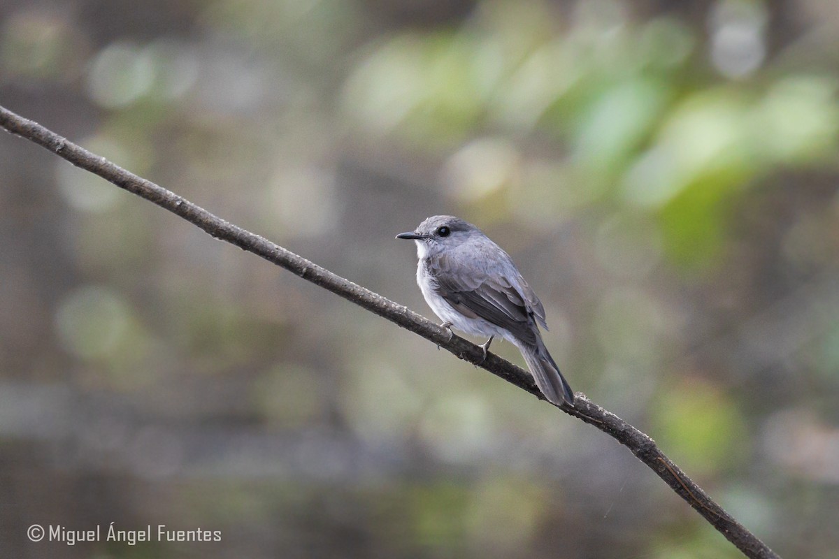 Cassin's Flycatcher - ML179996771