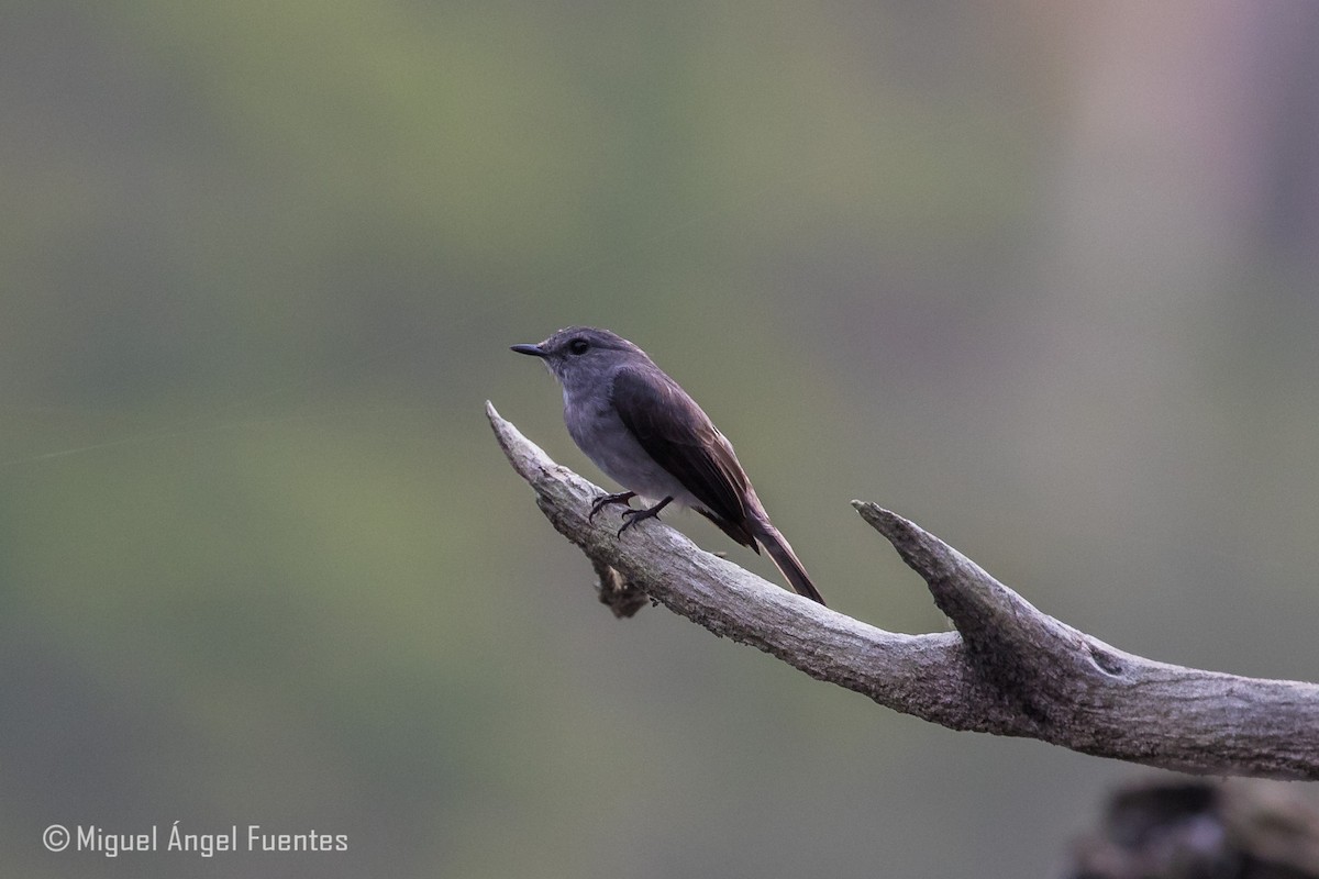 Cassin's Flycatcher - ML179996781