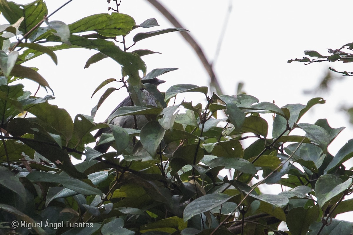 African Forest-Flycatcher - ML179996841