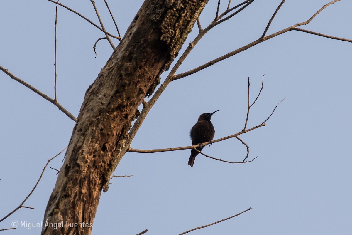 Blue-throated Brown Sunbird - ML179996871