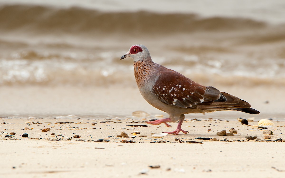 Pigeon roussard - ML179999461