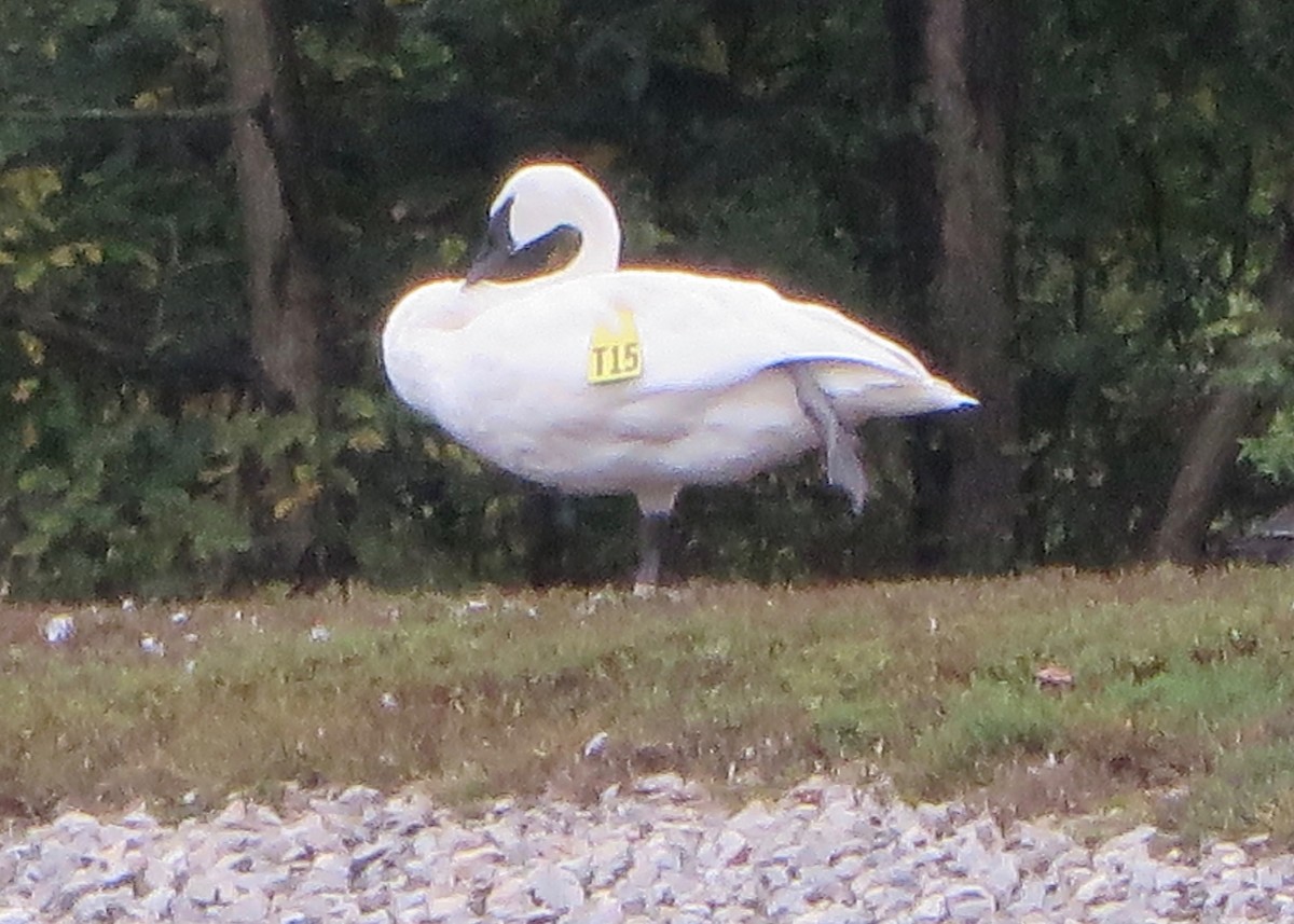 Trumpeter Swan - Jason Schultz