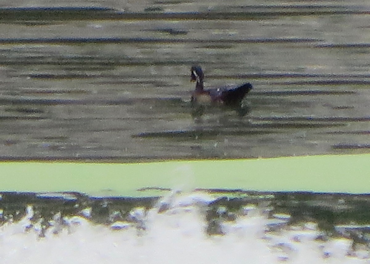 Wood Duck - ML179999731