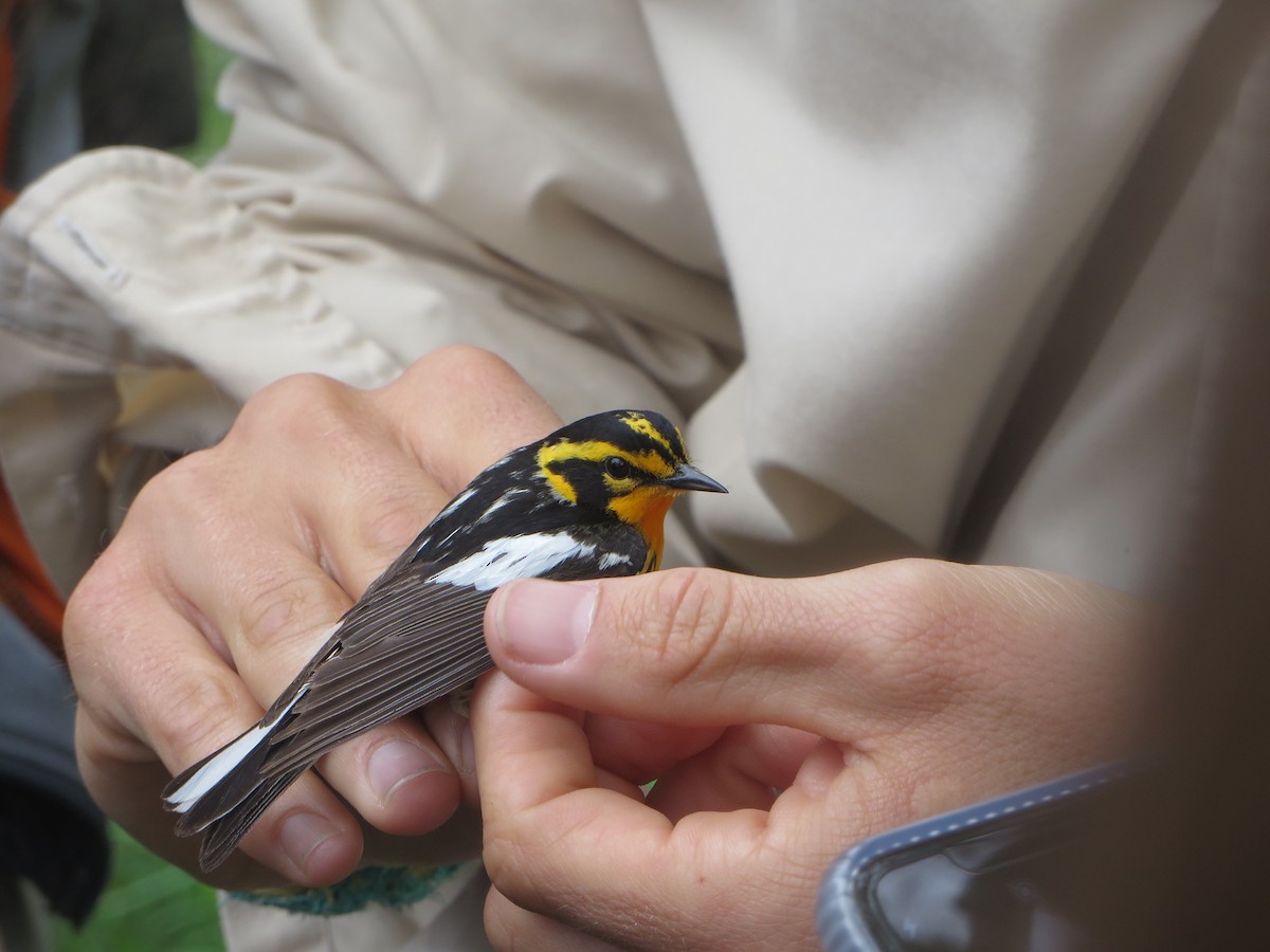 Blackburnian Warbler - Jason Schultz