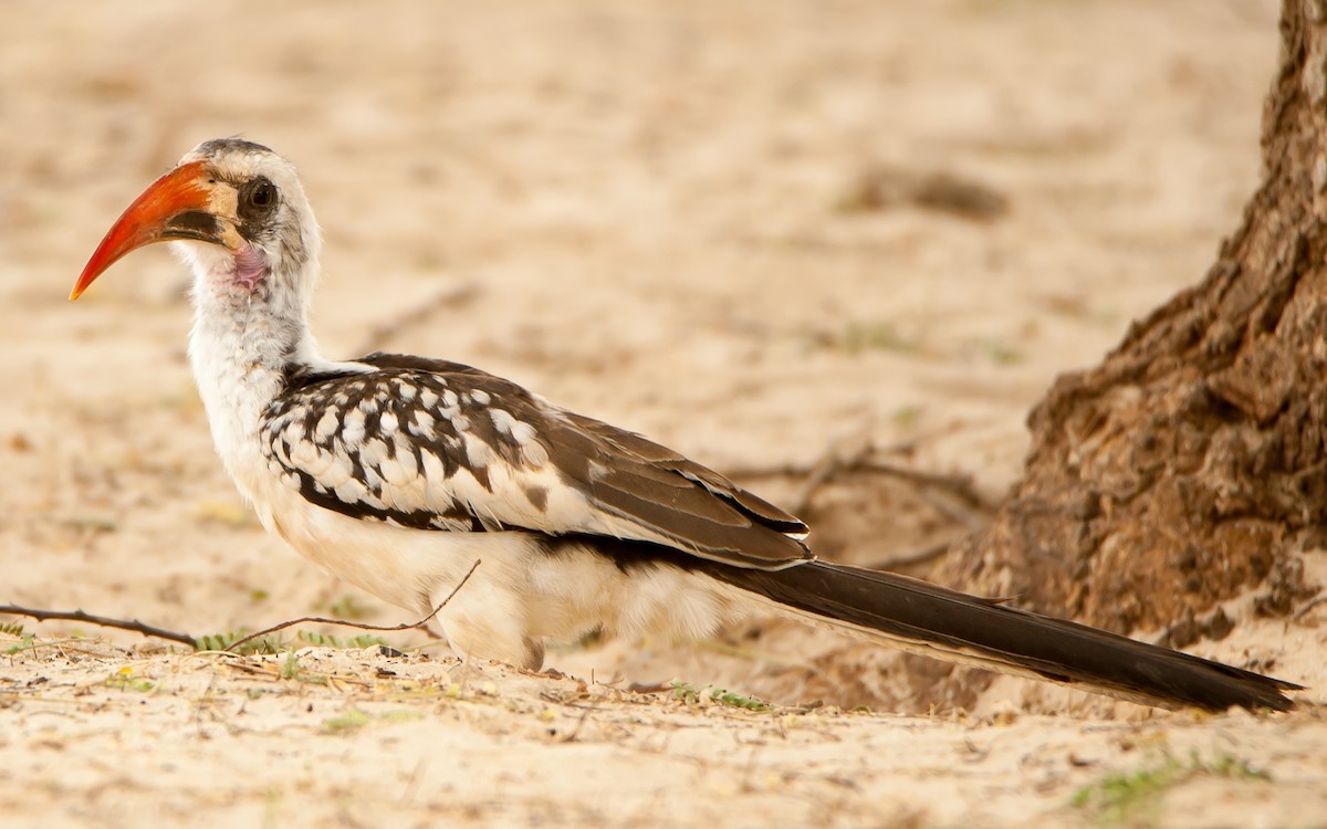 Western Red-billed Hornbill - ML179999951