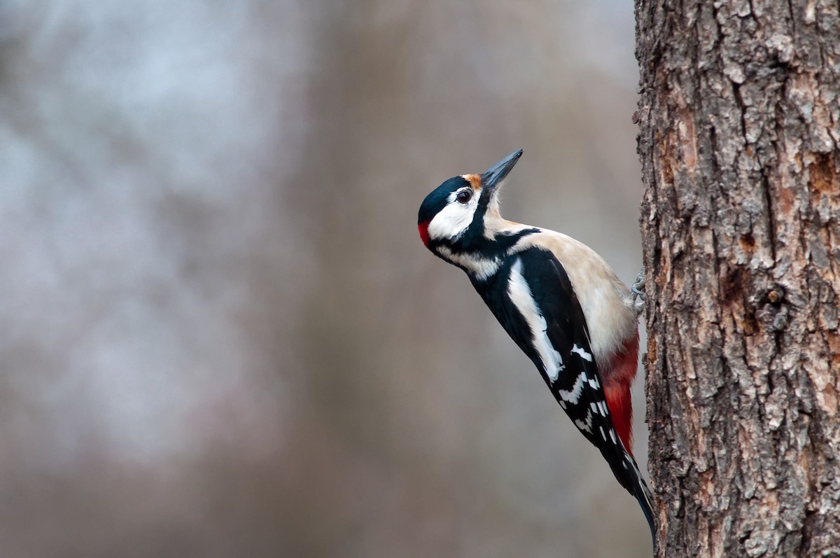 Great Spotted Woodpecker - Charles Thomas
