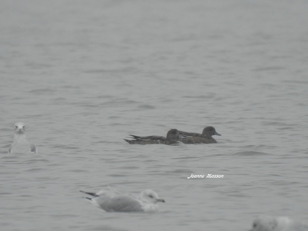 American Wigeon - ML180000211