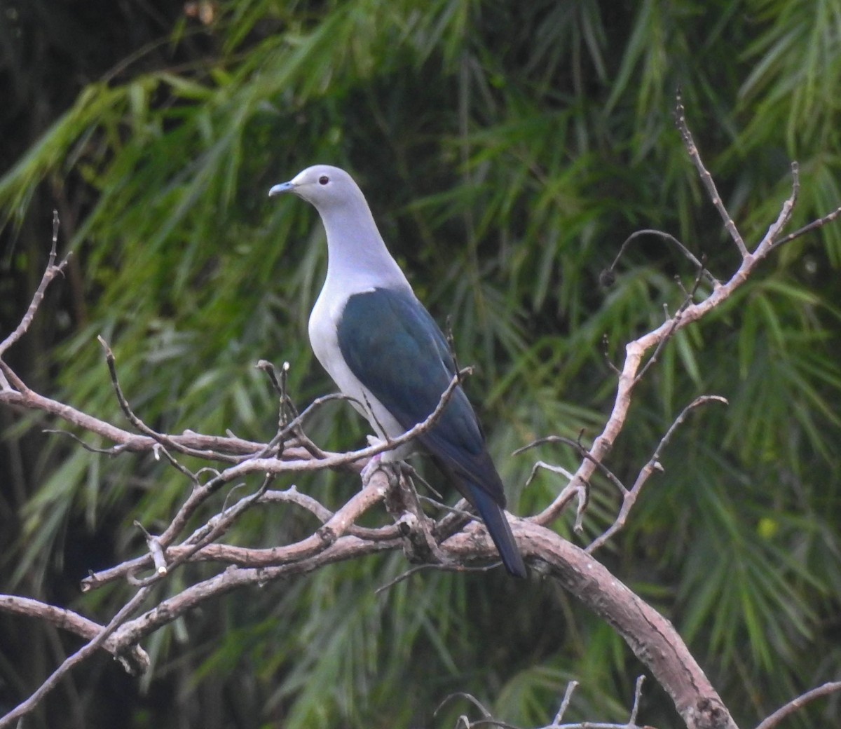 Nicobar Imperial-Pigeon - Sahana M