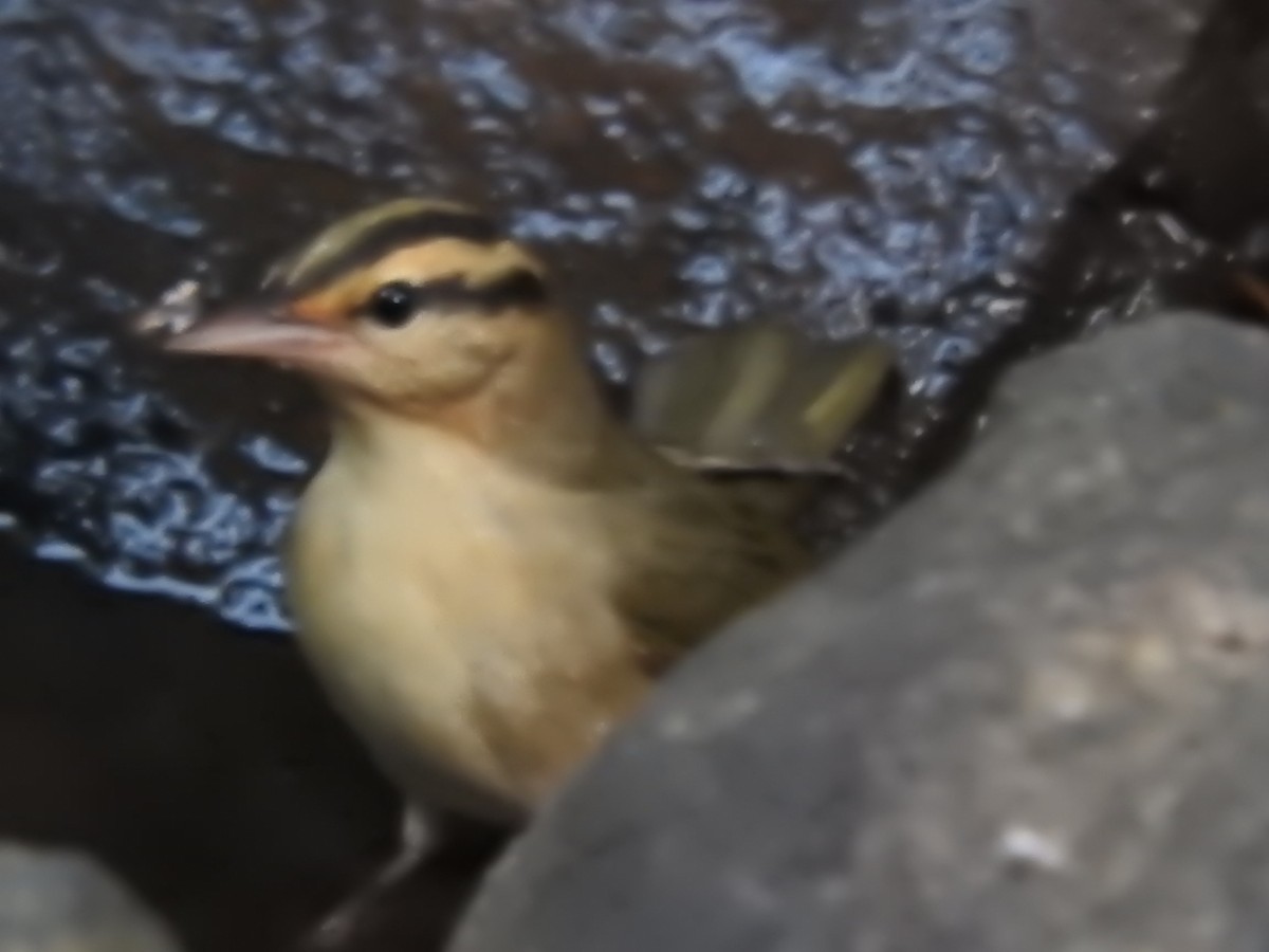 Worm-eating Warbler - Nan Dewire