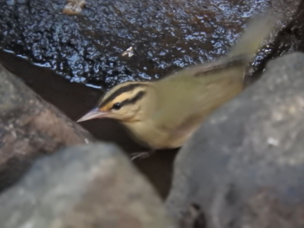 Worm-eating Warbler - ML180000501