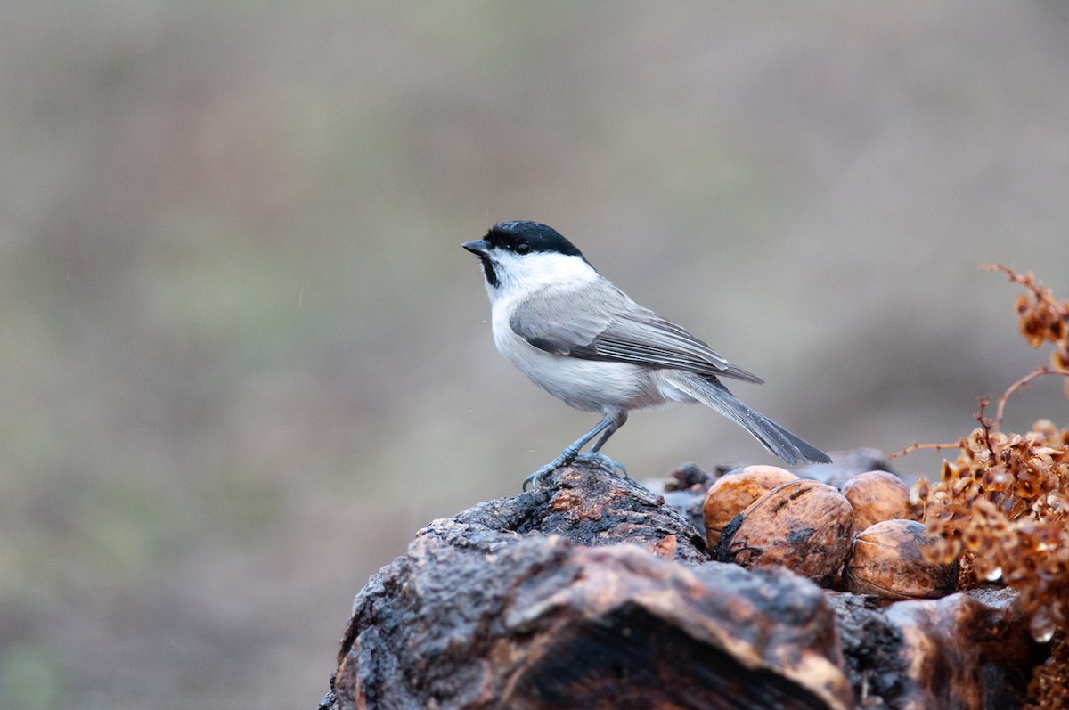 Mésange boréale - ML180000541