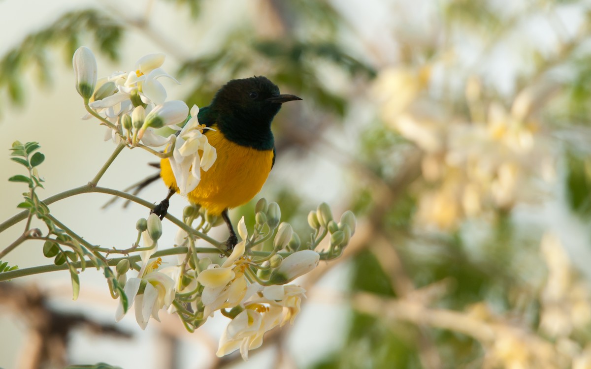 Pygmy Sunbird - ML180000831