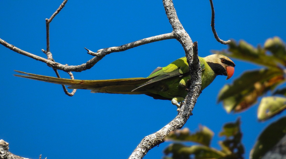Nikobar Yeşil Papağanı - ML180001061