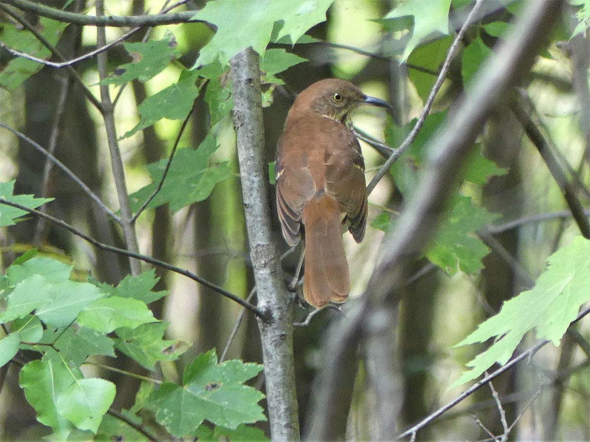 Brown Thrasher - ML180001091